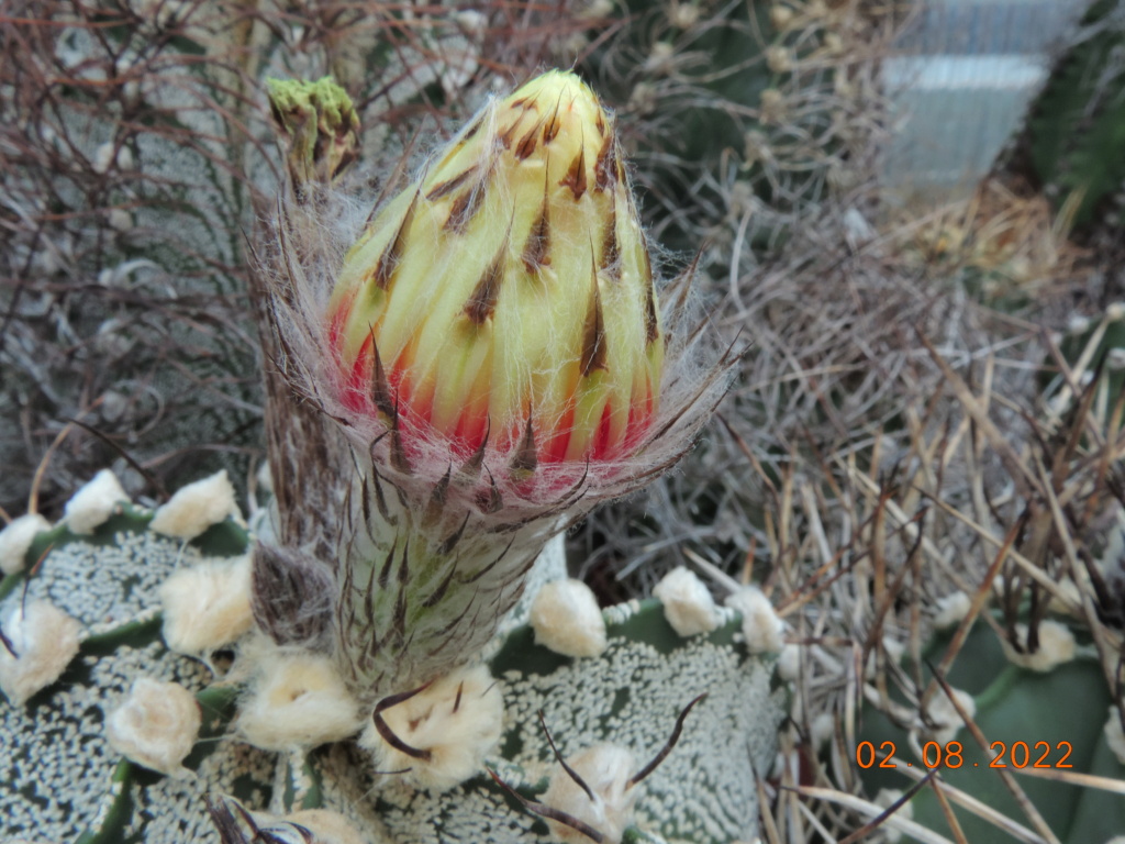 Cacti and Sukkulent in Köln, every day new flowers in the greenhouse Part 279 Bild9723