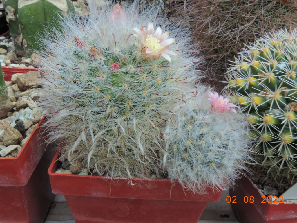 Cacti and Sukkulent in Köln, every day new flowers in the greenhouse Part 279 Bild9724