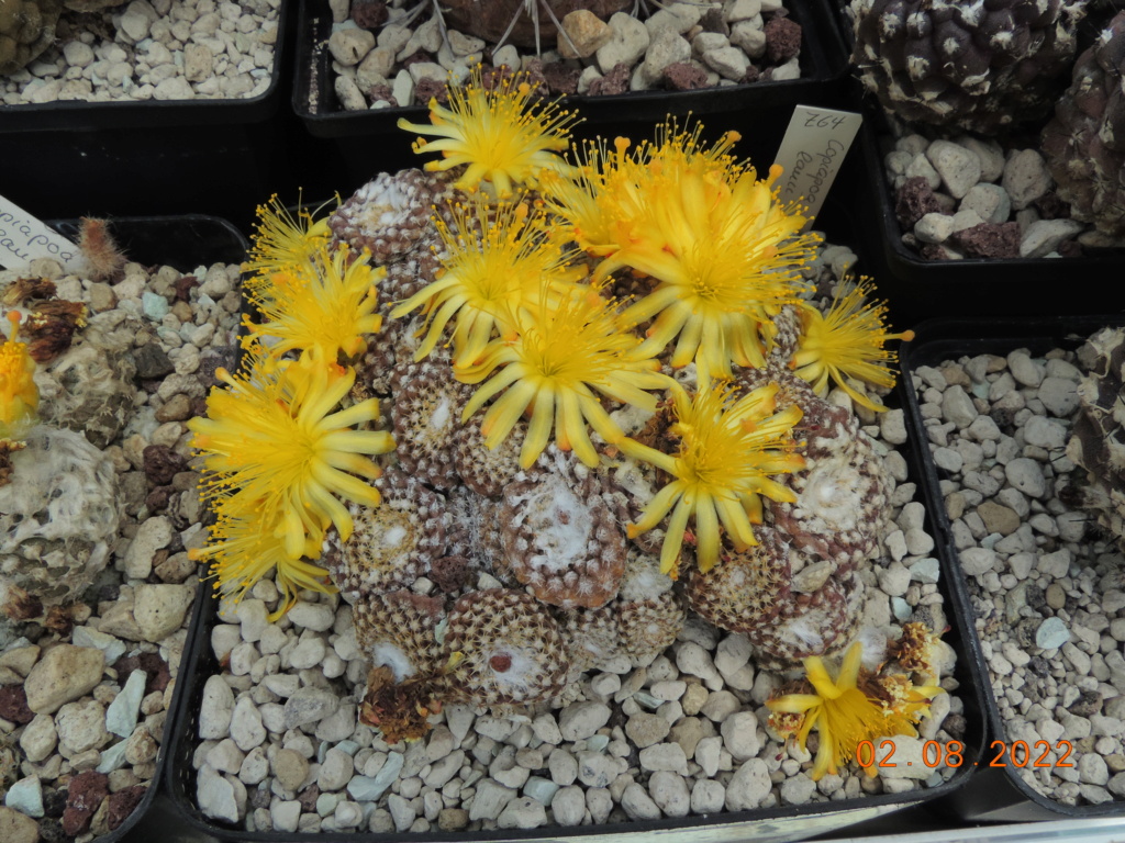 Cacti and Sukkulent in Köln, every day new flowers in the greenhouse Part 279 Bild9727