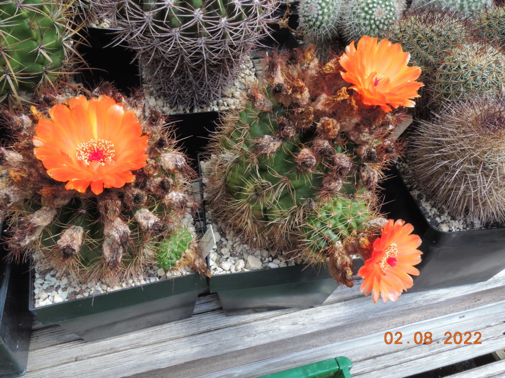 Cacti and Sukkulent in Köln, every day new flowers in the greenhouse Part 279 Bild9728