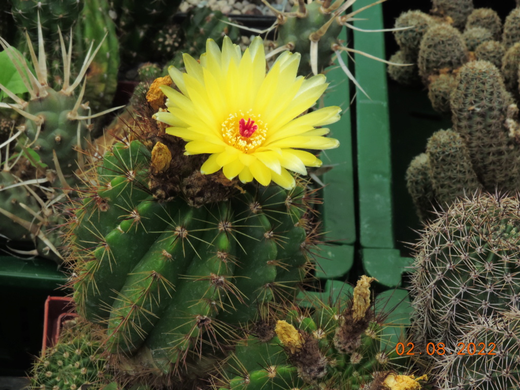 Cacti and Sukkulent in Köln, every day new flowers in the greenhouse Part 279 Bild9730