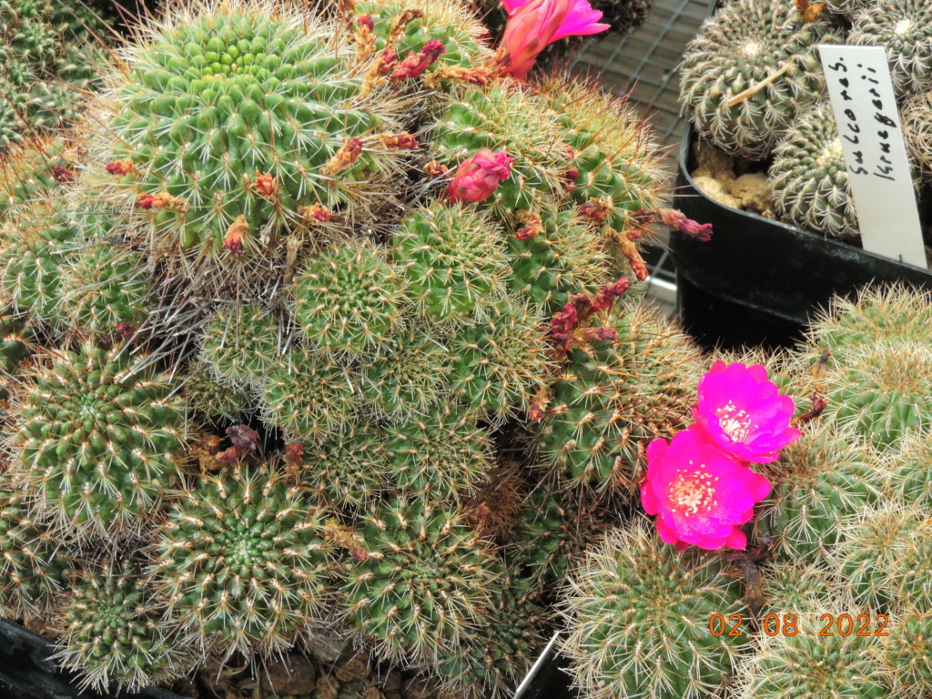 Cacti and Sukkulent in Köln, every day new flowers in the greenhouse Part 279 Bild9731