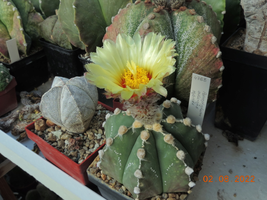Cacti and Sukkulent in Köln, every day new flowers in the greenhouse Part 279 Bild9732