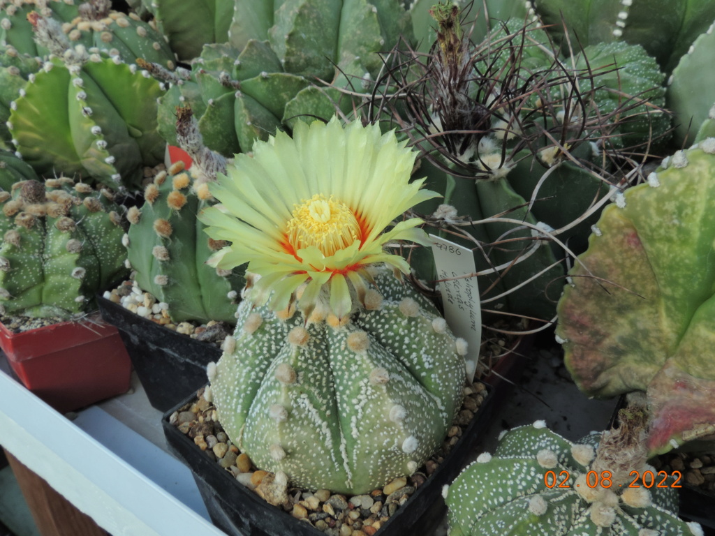 Cacti and Sukkulent in Köln, every day new flowers in the greenhouse Part 279 Bild9733