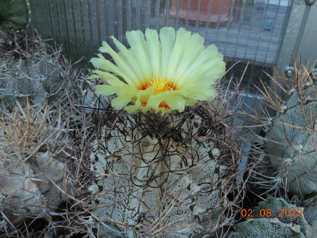 Cacti and Sukkulent in Köln, every day new flowers in the greenhouse Part 279 Bild9735