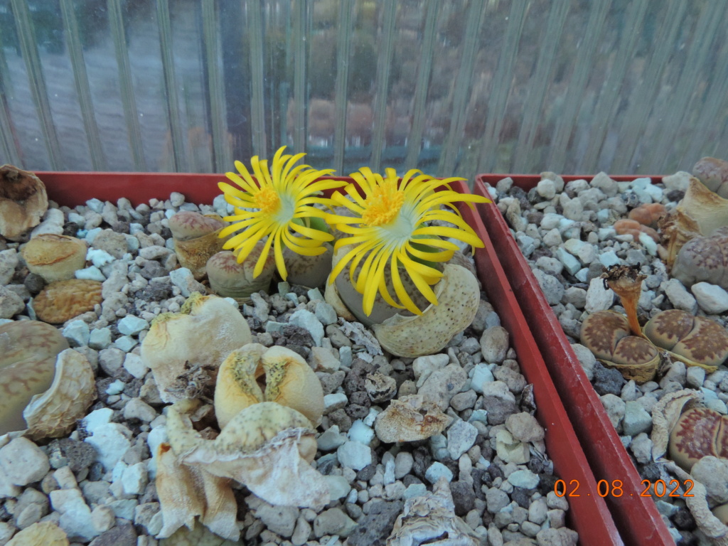 Cacti and Sukkulent in Köln, every day new flowers in the greenhouse Part 279 Bild9740