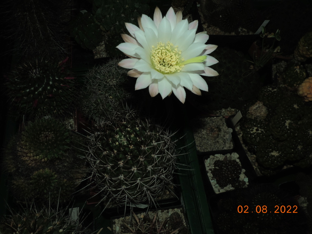 Cacti and Sukkulent in Köln, every day new flowers in the greenhouse Part 279 Bild9741