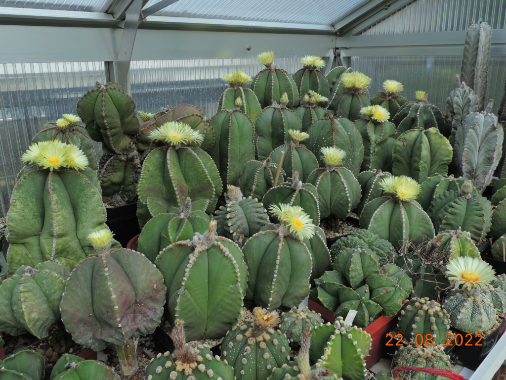 Cacti and Sukkulent in Köln, every day new flowers in the greenhouse Part 279 Bild9746