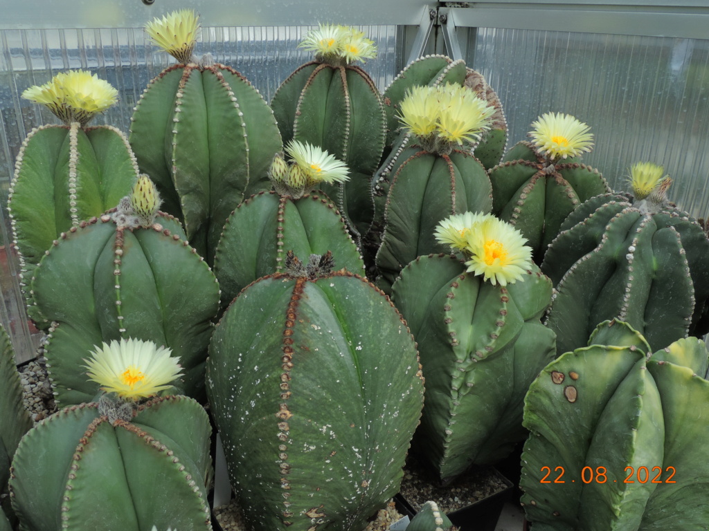 Cacti and Sukkulent in Köln, every day new flowers in the greenhouse Part 279 Bild9747