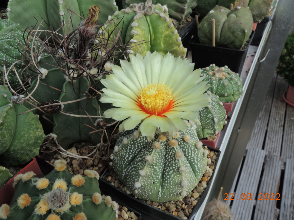 Cacti and Sukkulent in Köln, every day new flowers in the greenhouse Part 279 Bild9748