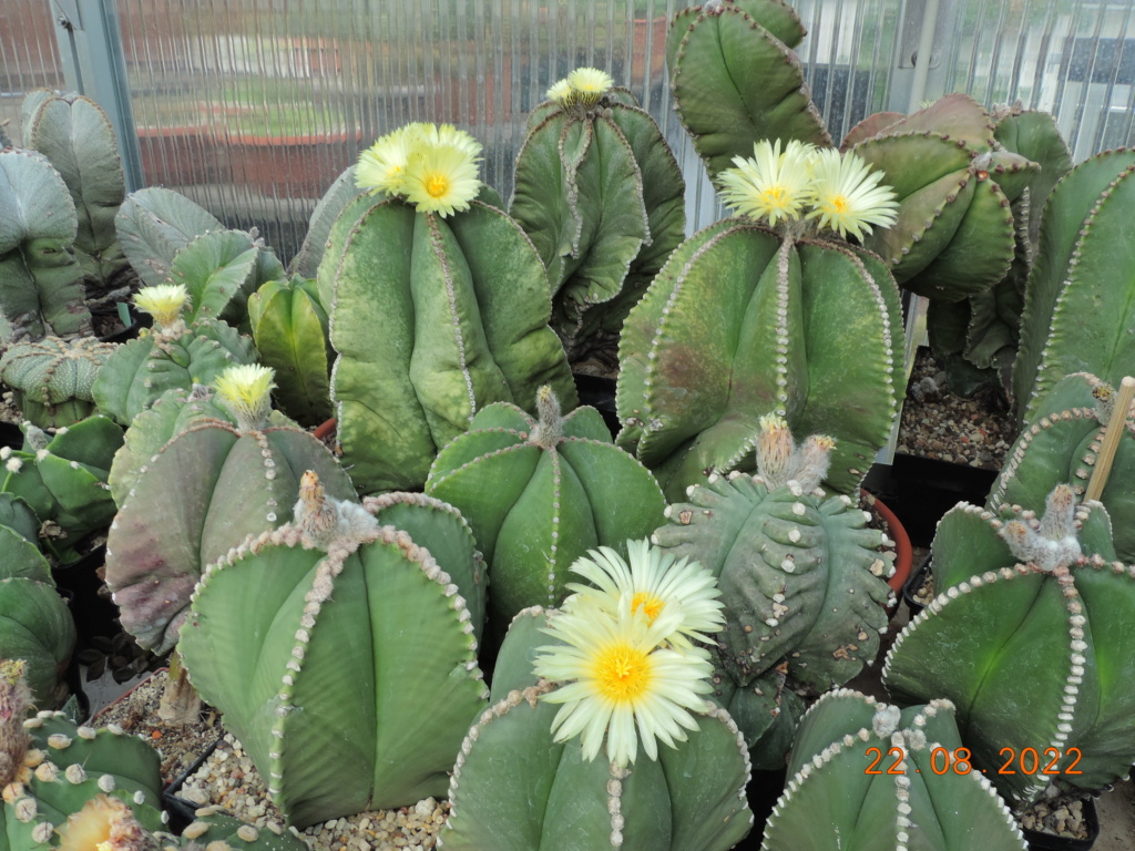 Cacti and Sukkulent in Köln, every day new flowers in the greenhouse Part 279 Bild9749