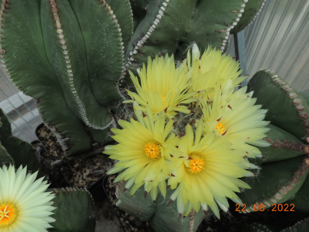 Cacti and Sukkulent in Köln, every day new flowers in the greenhouse Part 279 Bild9750