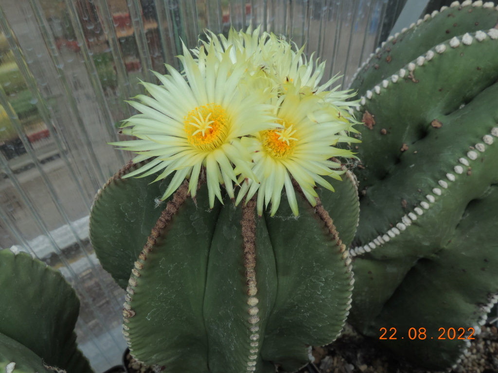 Cacti and Sukkulent in Köln, every day new flowers in the greenhouse Part 279 Bild9751