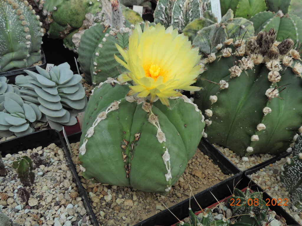 Cacti and Sukkulent in Köln, every day new flowers in the greenhouse Part 279 Bild9753