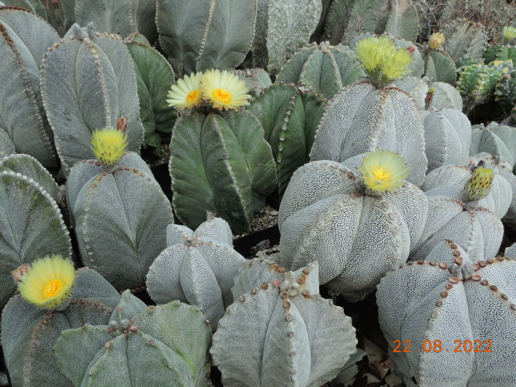 Cacti and Sukkulent in Köln, every day new flowers in the greenhouse Part 279 Bild9758