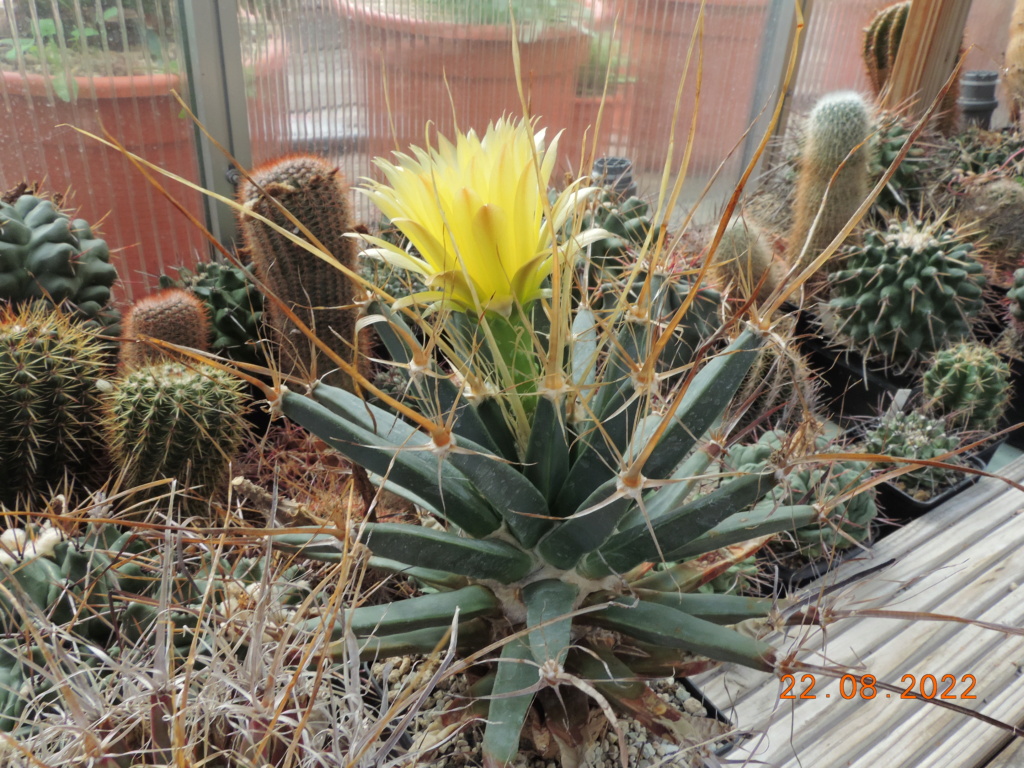 Cacti and Sukkulent in Köln, every day new flowers in the greenhouse Part 279 Bild9762