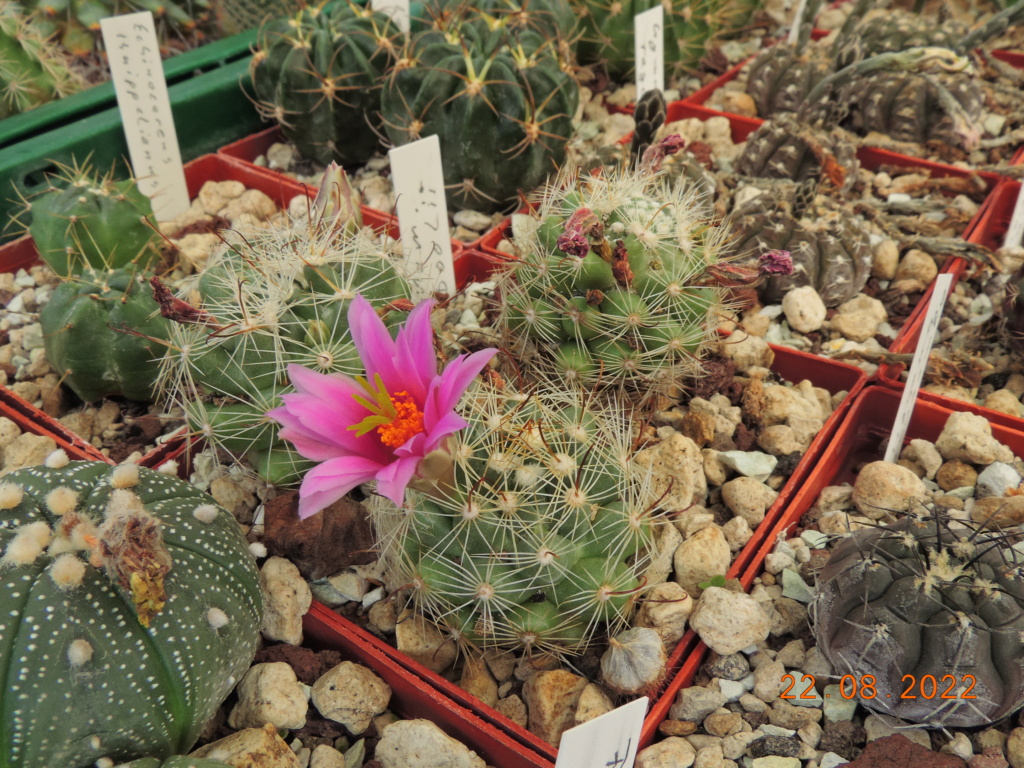 Cacti and Sukkulent in Köln, every day new flowers in the greenhouse Part 279 Bild9765
