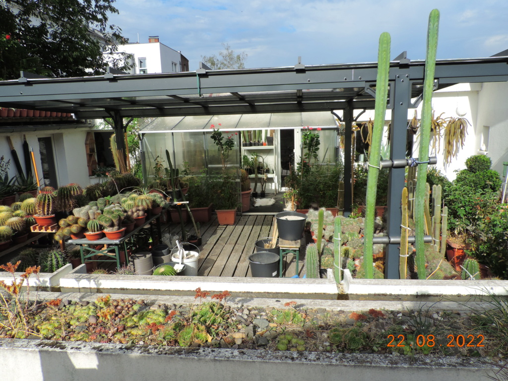 Cacti and Sukkulent in Köln, every day new flowers in the greenhouse Part 279 Bild9774