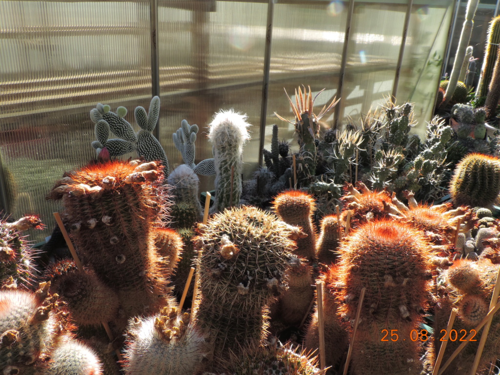 Cacti and Sukkulent in Köln, every day new flowers in the greenhouse Part 279 Bild9780