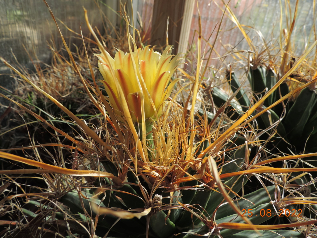 Cacti and Sukkulent in Köln, every day new flowers in the greenhouse Part 279 Bild9802