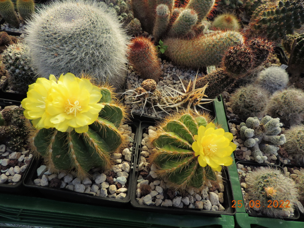 Cacti and Sukkulent in Köln, every day new flowers in the greenhouse Part 279 Bild9811