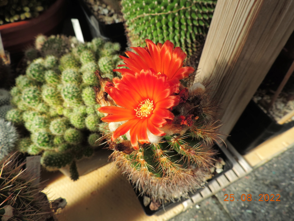 Cacti and Sukkulent in Köln, every day new flowers in the greenhouse Part 279 Bild9812