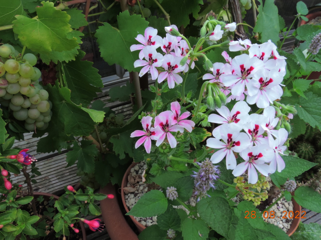 Cacti and Sukkulent in Köln, every day new flowers in the greenhouse Part 280 Bild9814