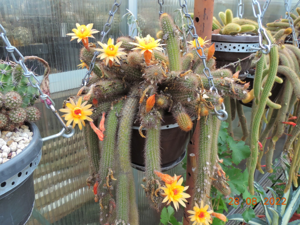 Cacti and Sukkulent in Köln, every day new flowers in the greenhouse Part 280 Bild9815