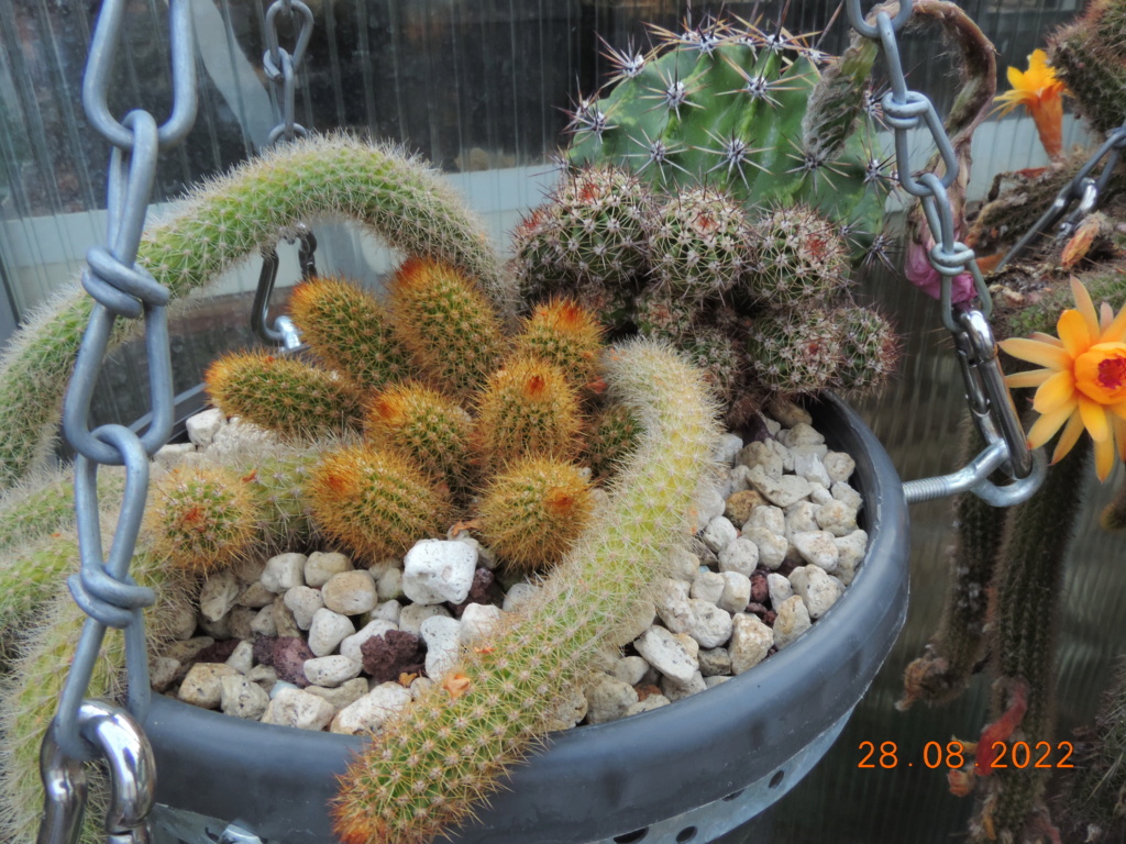 Cacti and Sukkulent in Köln, every day new flowers in the greenhouse Part 280 Bild9816