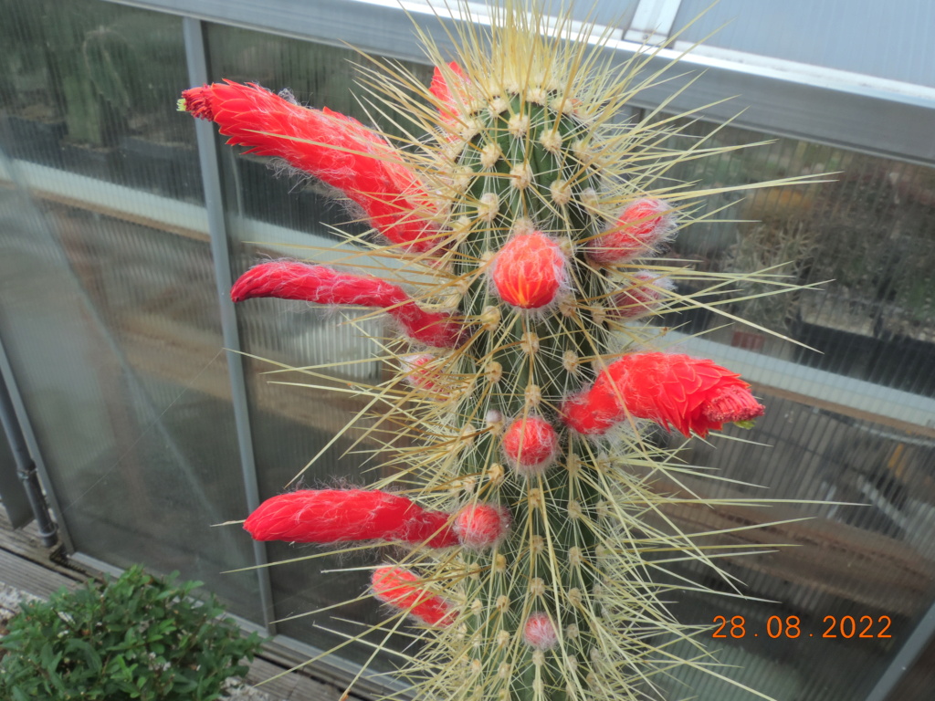 Cacti and Sukkulent in Köln, every day new flowers in the greenhouse Part 280 Bild9819