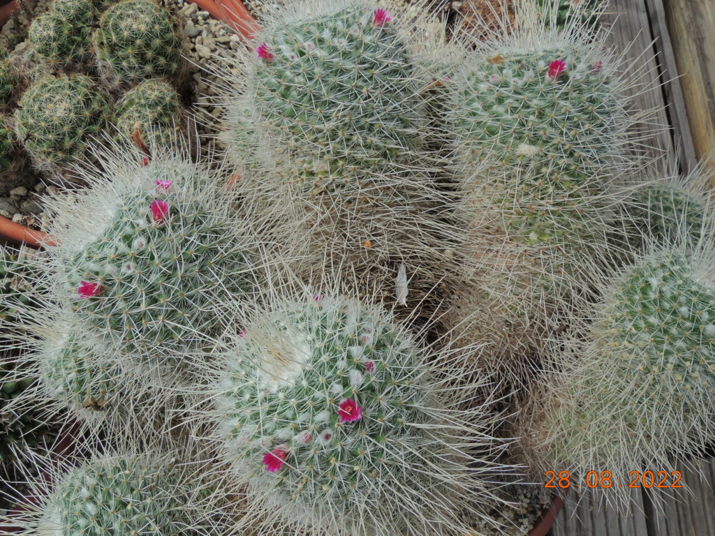 Cacti and Sukkulent in Köln, every day new flowers in the greenhouse Part 280 Bild9824