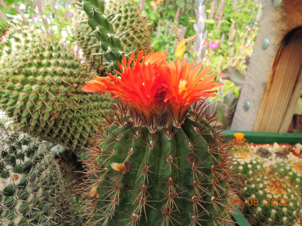 Cacti and Sukkulent in Köln, every day new flowers in the greenhouse Part 280 Bild9827