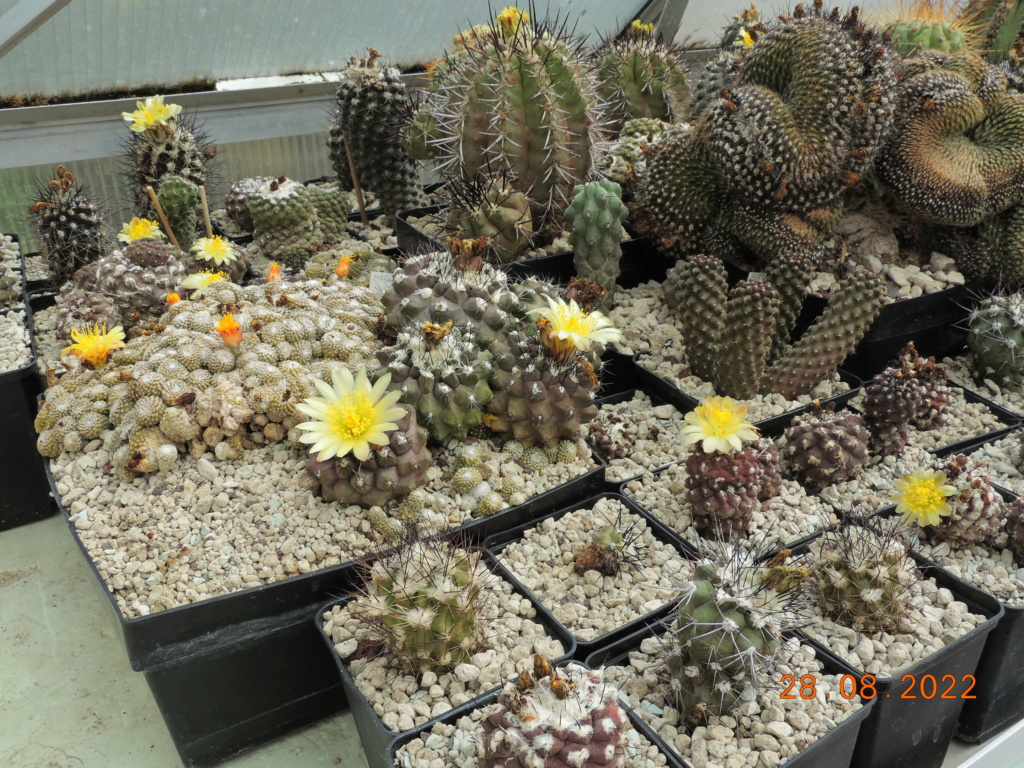 Cacti and Sukkulent in Köln, every day new flowers in the greenhouse Part 280 Bild9829