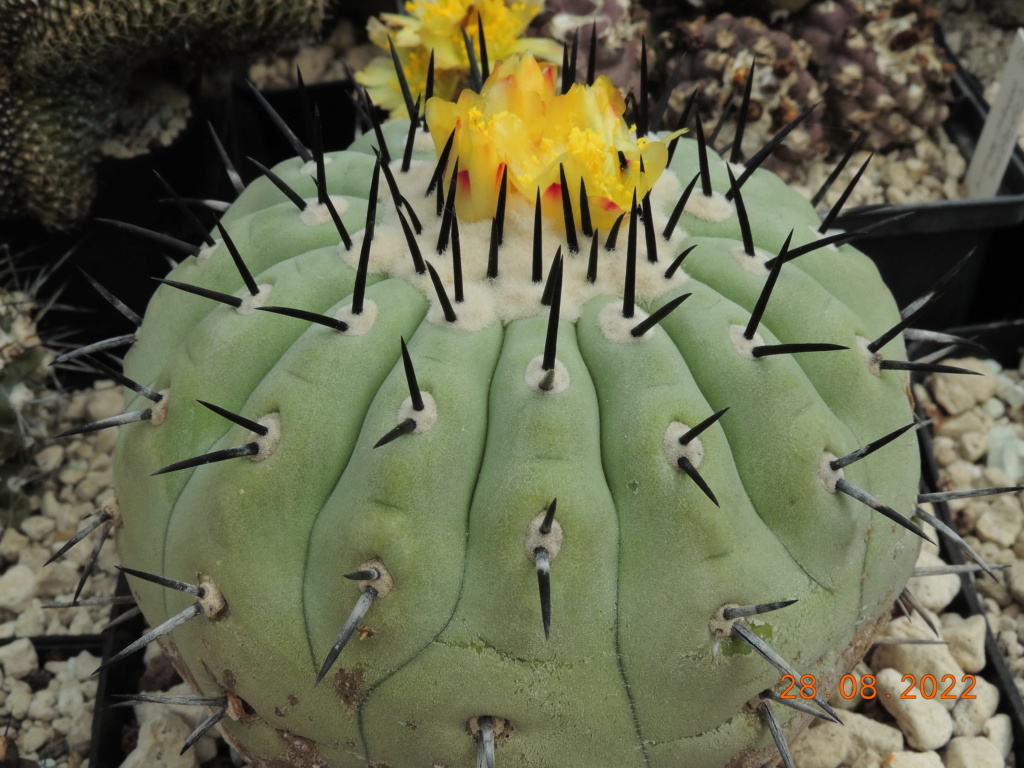 Cacti and Sukkulent in Köln, every day new flowers in the greenhouse Part 280 Bild9831