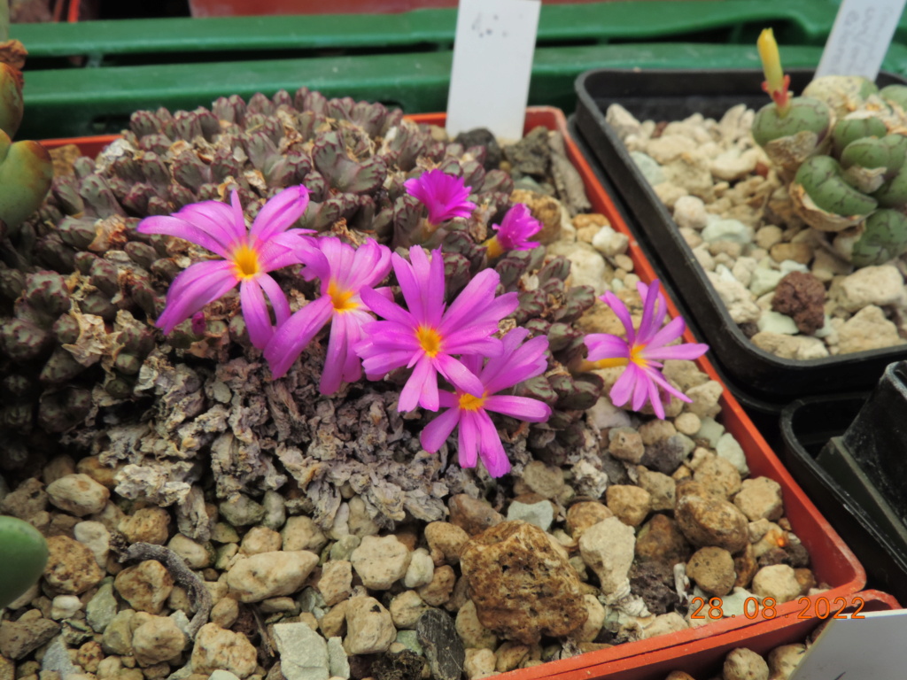 Cacti and Sukkulent in Köln, every day new flowers in the greenhouse Part 280 Bild9841