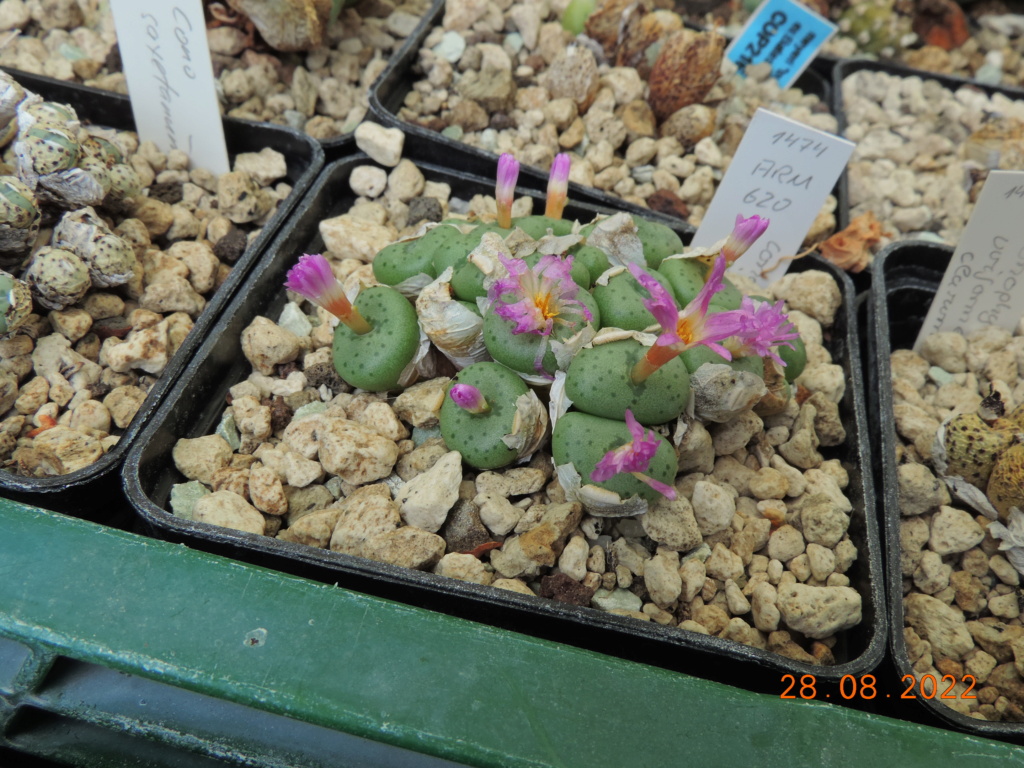Cacti and Sukkulent in Köln, every day new flowers in the greenhouse Part 280 Bild9844
