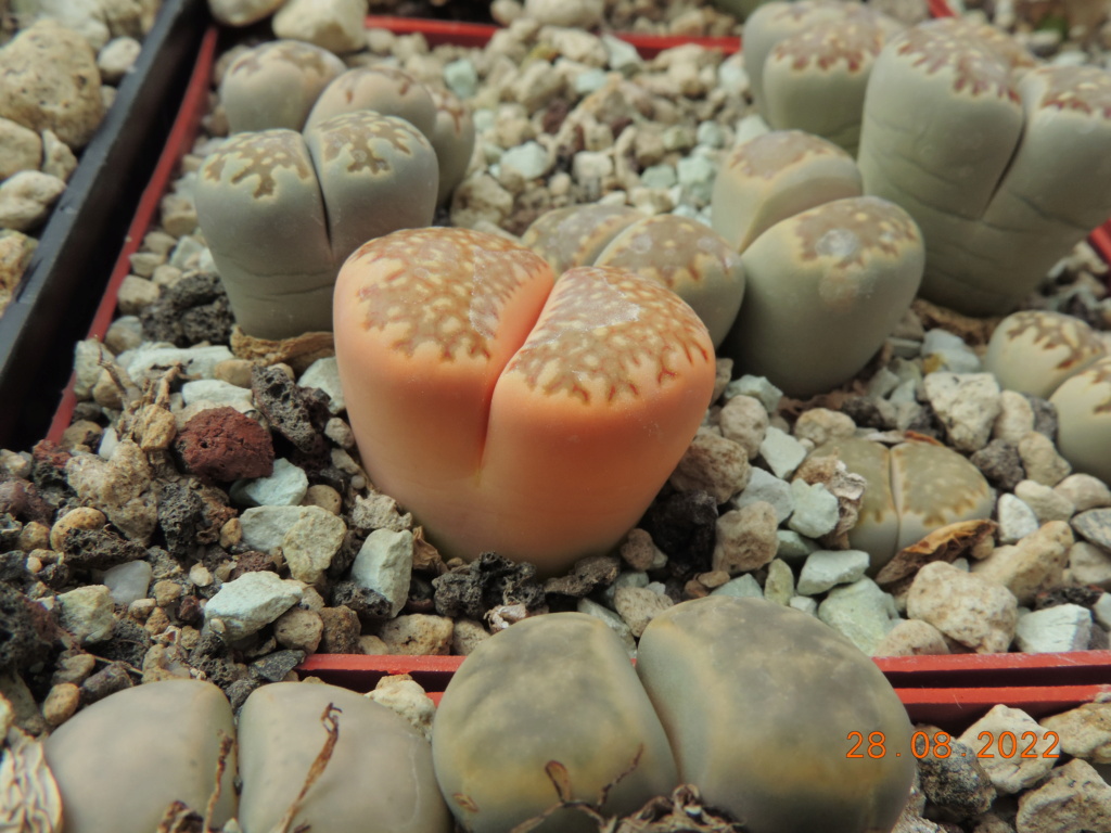 Cacti and Sukkulent in Köln, every day new flowers in the greenhouse Part 280 Bild9850