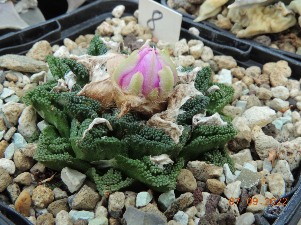 Cacti and Sukkulent in Köln, every day new flowers in the greenhouse Part 280 Bild9858