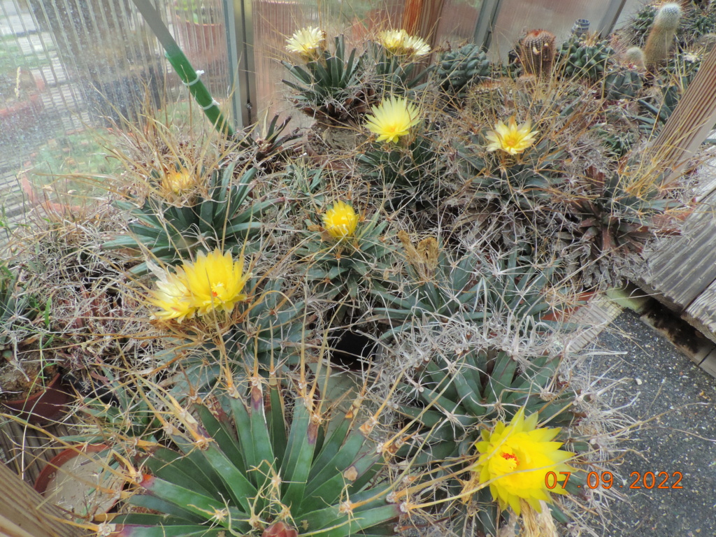 Cacti and Sukkulent in Köln, every day new flowers in the greenhouse Part 280 Bild9860