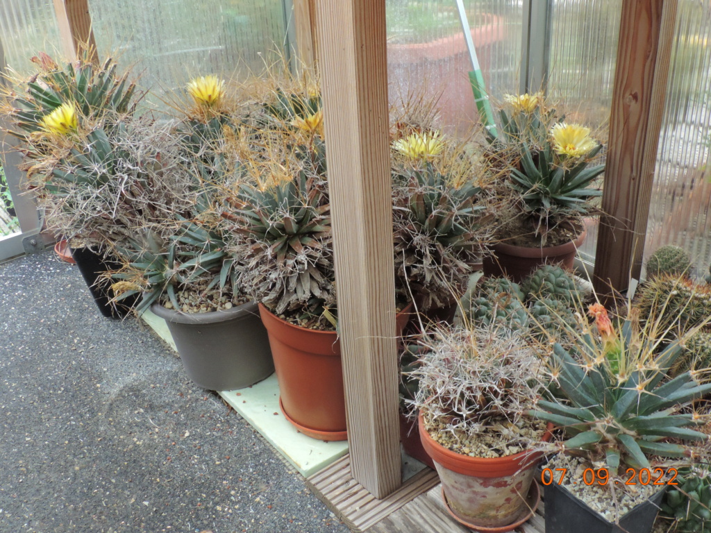 Cacti and Sukkulent in Köln, every day new flowers in the greenhouse Part 280 Bild9861