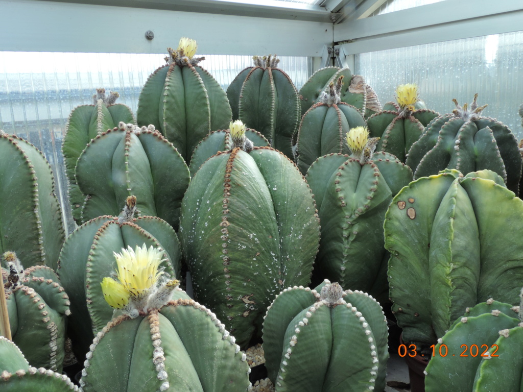 Cacti and Sukkulent in Köln, every day new flowers in the greenhouse Part 280 Bild9871