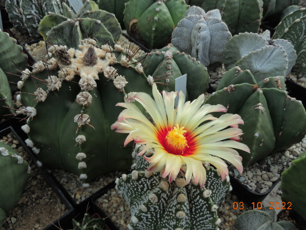 Cacti and Sukkulent in Köln, every day new flowers in the greenhouse Part 280 Bild9872