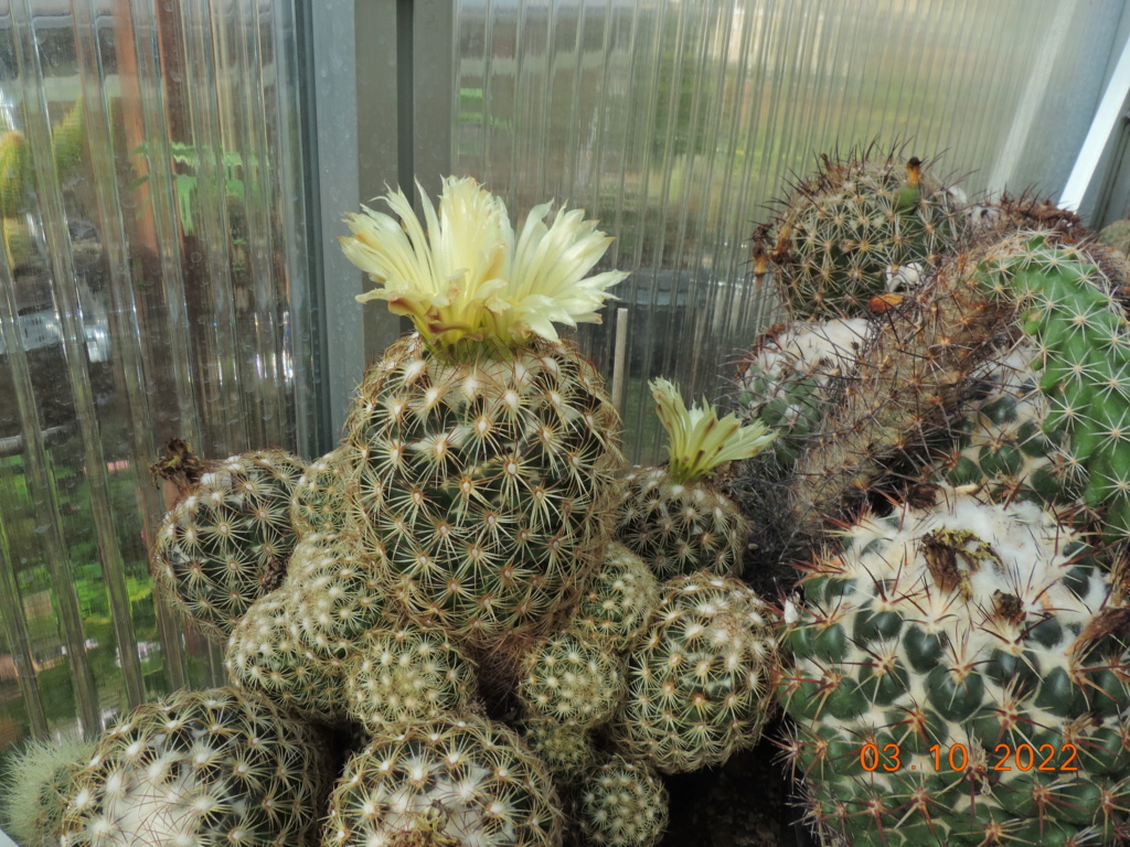 Cacti and Sukkulent in Köln, every day new flowers in the greenhouse Part 280 Bild9873