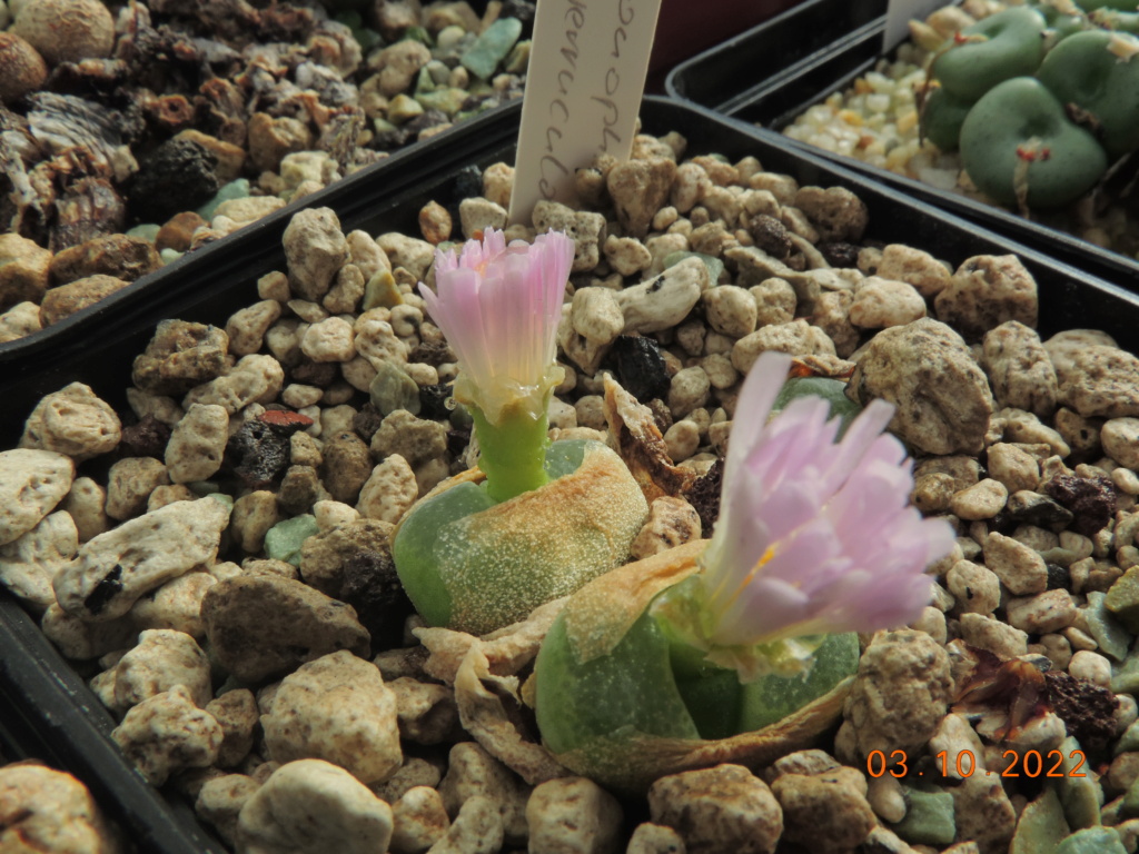 Cacti and Sukkulent in Köln, every day new flowers in the greenhouse Part 280 Bild9880