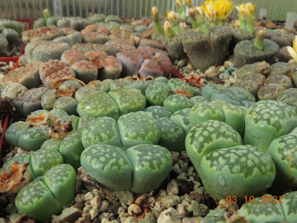 Cacti and Sukkulent in Köln, every day new flowers in the greenhouse Part 280 Bild9884