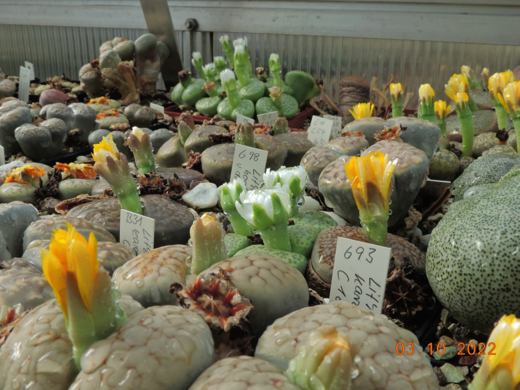 Cacti and Sukkulent in Köln, every day new flowers in the greenhouse Part 280 Bild9885