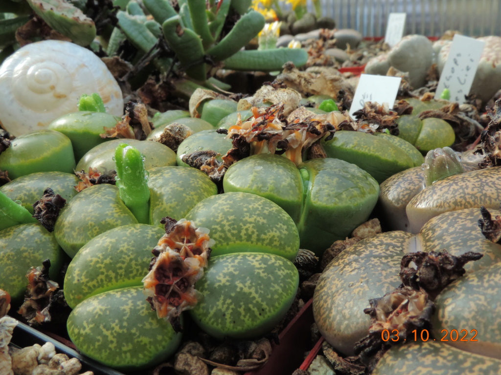 Cacti and Sukkulent in Köln, every day new flowers in the greenhouse Part 280 Bild9888
