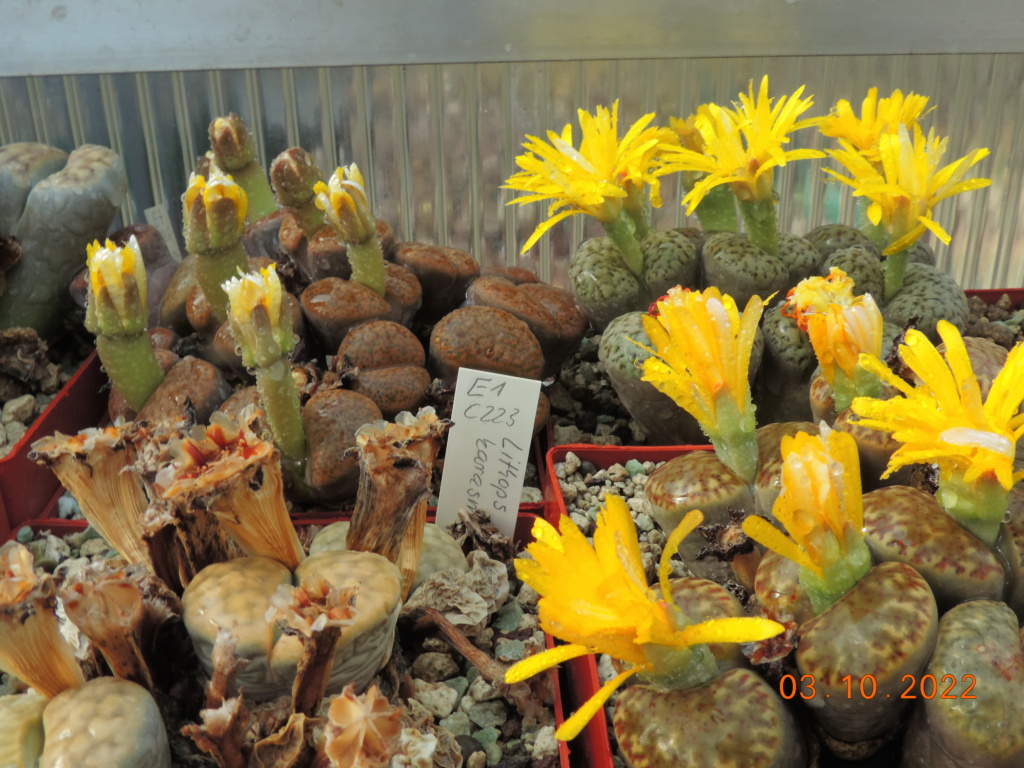 Cacti and Sukkulent in Köln, every day new flowers in the greenhouse Part 280 Bild9889