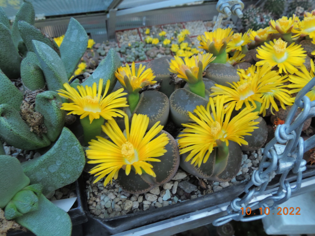 Cacti and Sukkulent in Köln, every day new flowers in the greenhouse Part 280 Bild9892