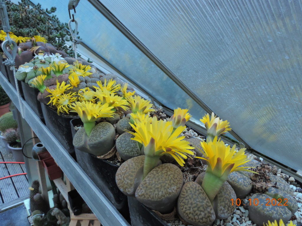 Cacti and Sukkulent in Köln, every day new flowers in the greenhouse Part 280 Bild9893